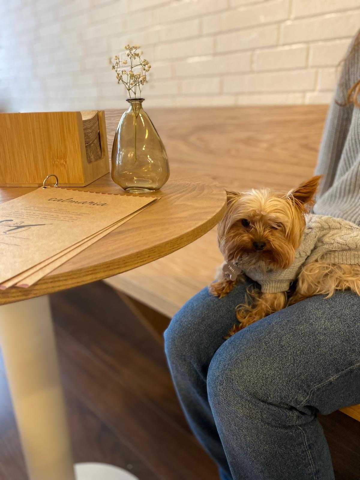 Um pequeno cão castanho sentado no colo de uma pessoa ao lado de uma mesa de madeira, com uma única flor em um vaso de vidro na mesa e uma parede de tijolos clara ao fundo.